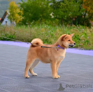 Дополнительные фото: Продаются щенки Сиба Ину