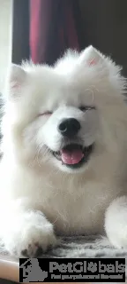 Дополнительные фото: Красивые samoyed pieciopociopociopociosae щенки щенки