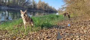 Дополнительные фото: Щенки чехословацкой волчьей собаки