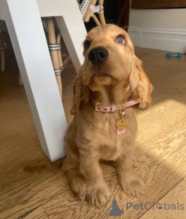 Фото №2 к объявлению №161299 о продаже английского кокер-спаниеля - купить в Нидерландах заводчик