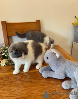 Фото №1. британская короткошёрстная - купить в Будапешт за 32468₽. Объявление №153214