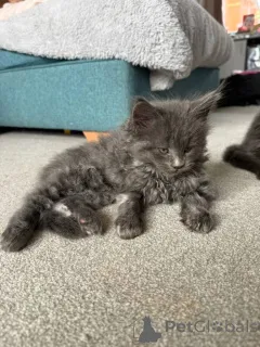 Фото №3. Котята мейн-кун. США