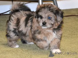 Фото №1.  - купить в Мюнхене за 27830₽. Объявление №154777