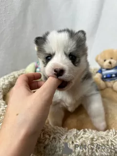 Дополнительные фото: Pomsky puppies (Щенки Помски)