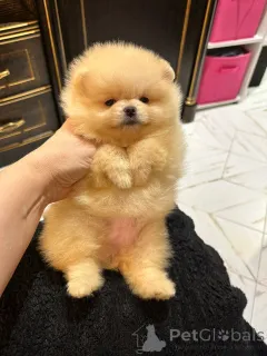 Дополнительные фото: Pomeranski Mini Shpic Pomeranian Spitz Померанские Мини шпицы