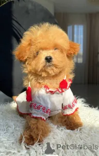 Дополнительные фото: Мальтийский мальчик