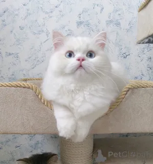 Дополнительные фото: Шотландские котята