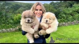 Фото №1. чау-чау - купить в Брюсселе за 64937₽. Объявление №160891