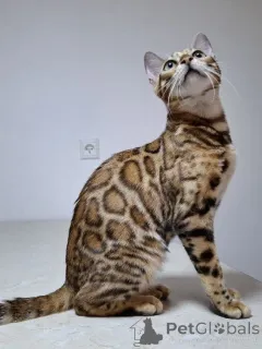 Дополнительные фото: BENGAL KITTEN