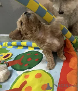 Дополнительные фото: Бичпу собаки