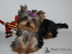 Дополнительные фото: Yorkshire terrier. Boy's and girl's.