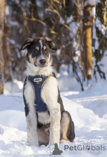 Фото №2 к объявлению №165827 о продаже беспородную - купить в России частное объявление