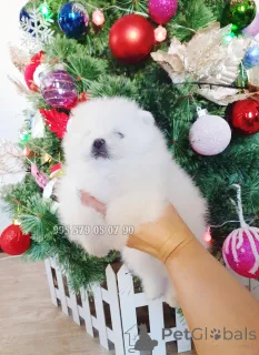 Дополнительные фото: Мини собака, померанский шпиц teddy bear. Родословная FCI.