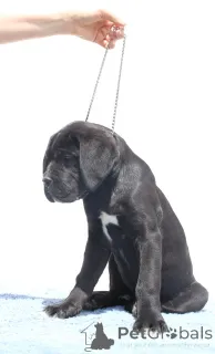 Дополнительные фото: Катанута Дамиан