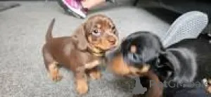 Фото №1. такса - купить в Лиссабон за 64937₽. Объявление №165981