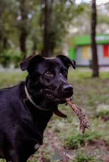 Фото №1. беспородная - купить в Московский за Бесплатно. Объявление №157436