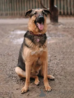 Дополнительные фото: Кай, молодой домашний пес ищет дом