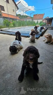 Дополнительные фото: Продаются щенки Лаготто Романьоло