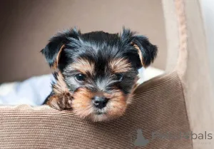 Фото №3. Симпатичный французский щенок бульдога!.  Нидерланды