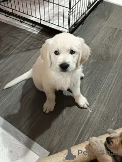 Фото №2 к объявлению №160265 о продаже золотистого ретривера - купить в США частное объявление