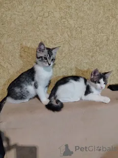 Фото №1. мейн-кун - купить в Барановичах за 1449₽. Объявление №164382