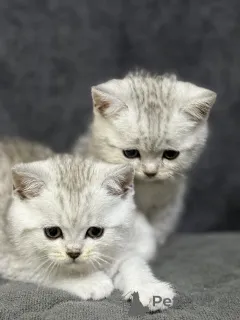 Дополнительные фото: Продам шотландского котенка