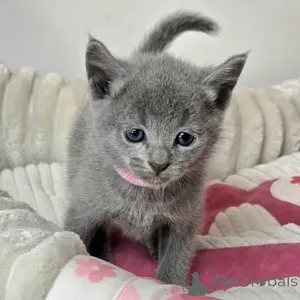 Фото №3. Gorgeous pedigree blue Russian kittens ready now. Великобритания