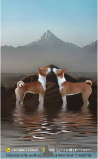 Фото №3. Щенки басенджи рыже-белые и трехцветные..  Сербия