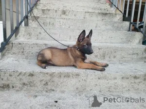 Дополнительные фото: Высококачественные бельгийские щенки малинои