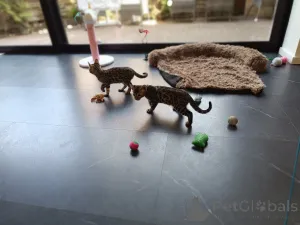 Фото №2 к объявлению №167818 о продаже бенгальская - купить в Германии 