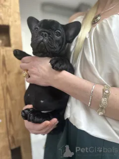 Дополнительные фото: Эксклюзив! Щенки французского бульдога.