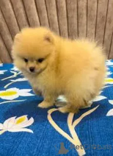 Фото №2 к объявлению №167629 о продаже померанского шпица - купить в Германии частное объявление, заводчик