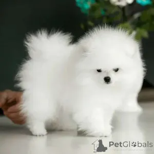 Дополнительные фото: Pomeranian Spitz