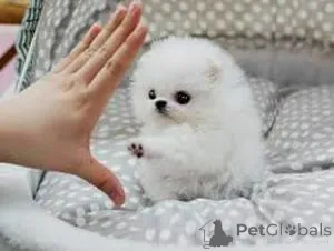 Фото №1. померанский шпиц - купить в Брюсселе за Бесплатно. Объявление №165734