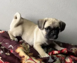 Фото №1. беспородная - купить в Gräsa за договорная. Объявление №162460