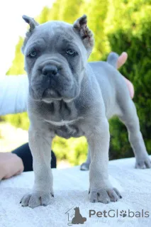 Дополнительные фото: Кане Корсо, сука и кобель