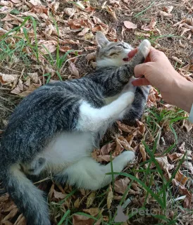 Фото №3. Общительный, любознательный котёнок ищет дом.. Россия