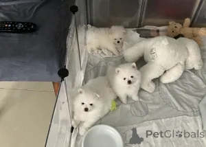 Фото №1. померанский шпиц - купить в Paderborn за договорная. Объявление №162389