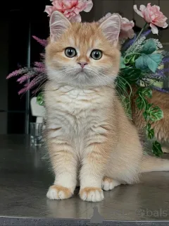 Дополнительные фото: Познакомьтесь с Оливером, маленьким джентльменом с мягчайшим мехом и самым