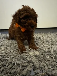 Фото №2 к объявлению №159456 о продаже пуделя (той) - купить в США частное объявление