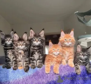 Фото №1. мейн-кун - купить в Праге за 23192₽. Объявление №155793