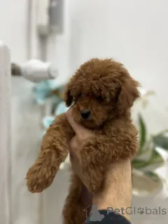 Дополнительные фото: Той-пудель высшего качества.