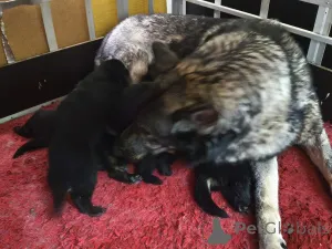 Фото №4. Продажа волчью собаку сарлоса в Таллине частное объявление - цена 18553₽