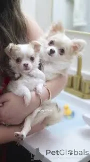 Фото №1. чихуахуа - купить в Ghent за 64937₽. Объявление №167078