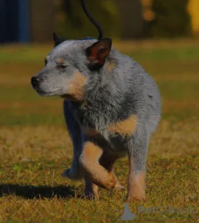 Дополнительные фото: Австралийские щенки скотоводства для продажи мужчины и женщины