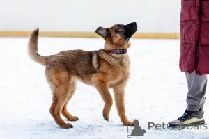 Дополнительные фото: Умница Арья ищет дом!