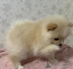 Дополнительные фото: Щенки шпиц