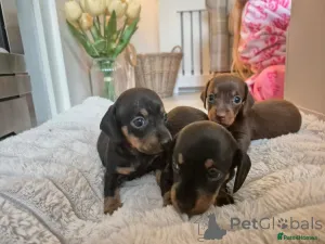 Дополнительные фото: Очаровательная такса готова сейчас !!