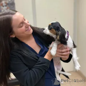 Фото №1. кавалер-кинг-чарльз-спаниель - купить в Четыре за договорная. Объявление №155582