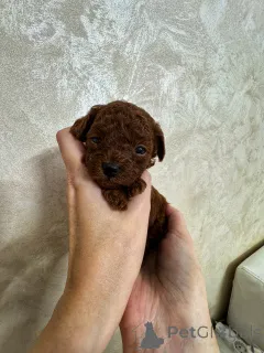 Фото №1. пудель (той) - купить в Калининграде за 330000₽. Объявление №154838